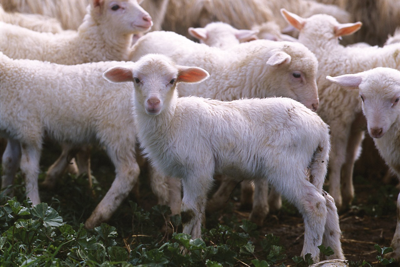 L'agnello sardo IGP vince un premio in Giappone
